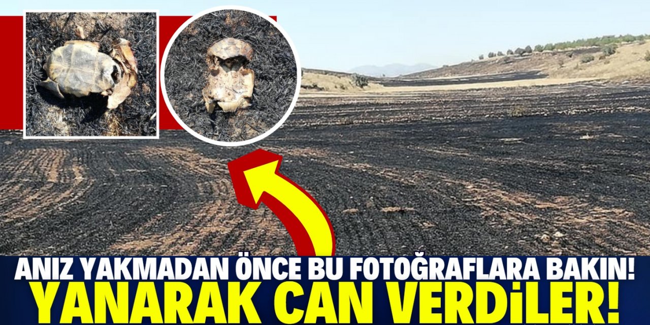 Konya'da anız yakılan tarlada kaplumbağalar yanarak can verdi!