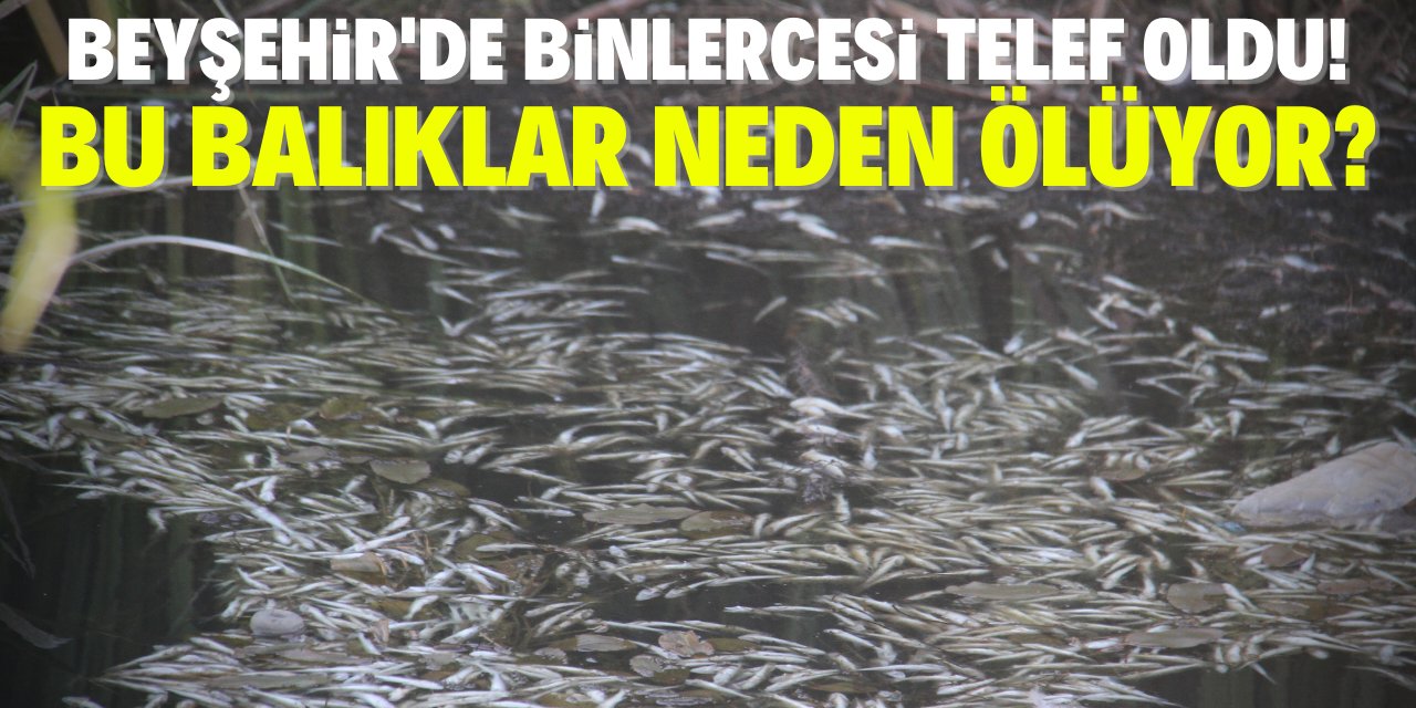 Konya Beyşehir'de binlerce balık telef oldu!