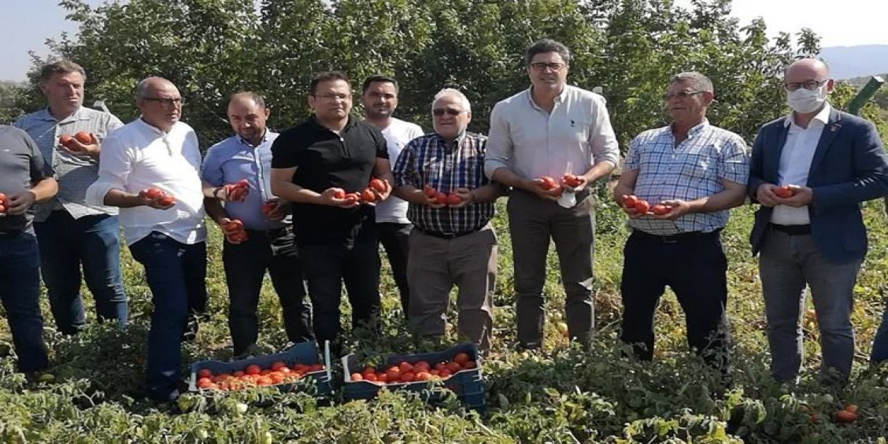 5 kilo domates 1 bardak çay ediyor!