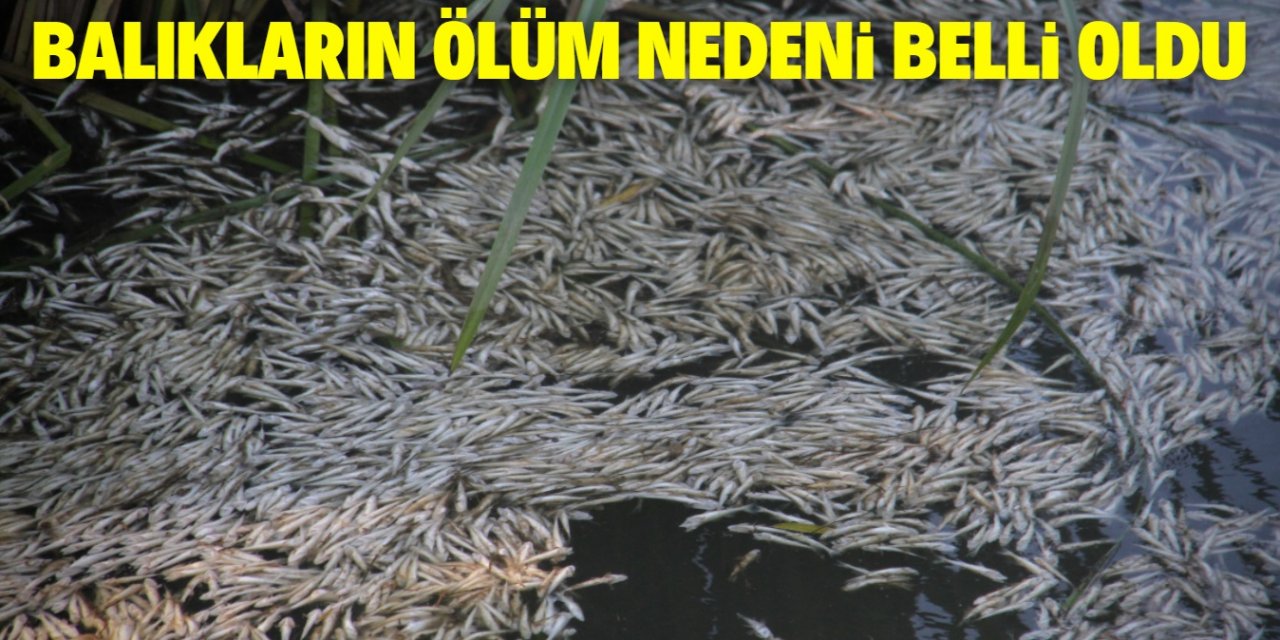 Beyşehir Gölü'ne dökülen çaydaki balıkların toplu ölüm nedeni belli oldu