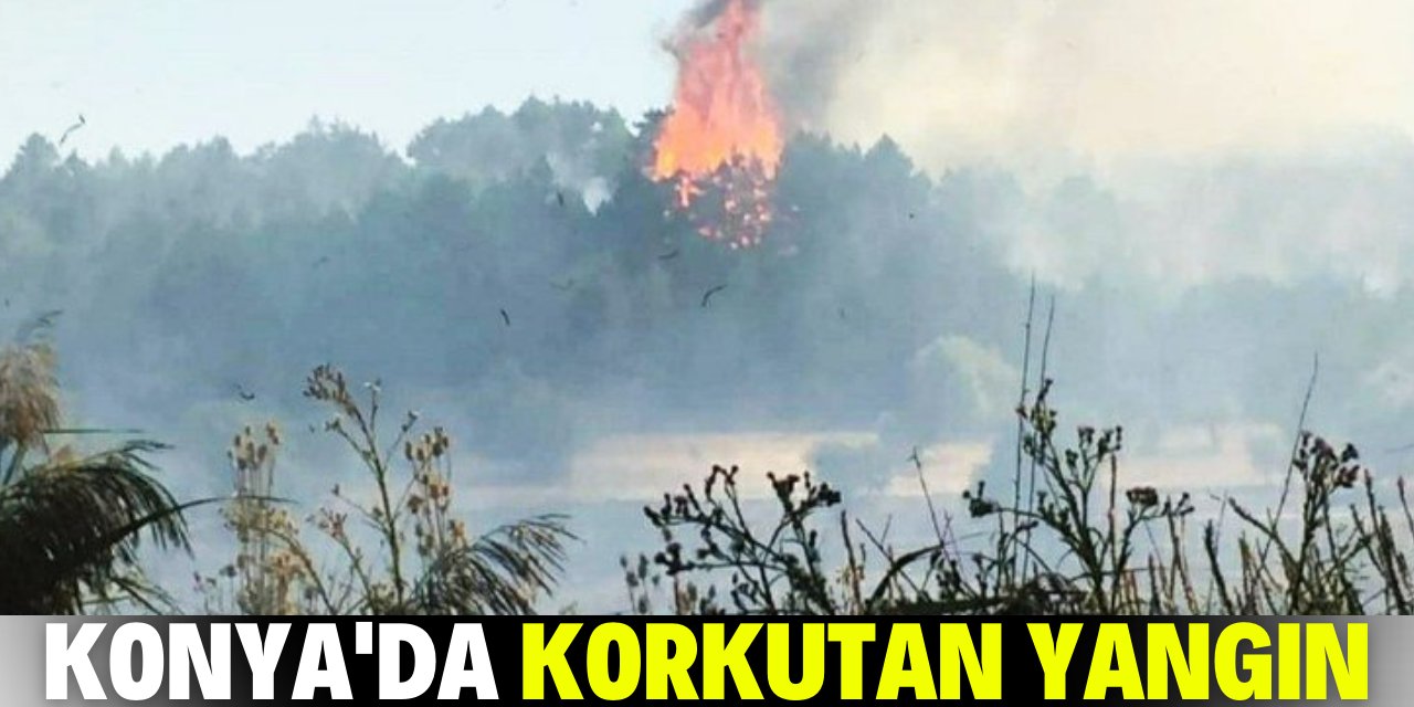 Konya’da yakılan anızlar ormanlık alana sıçradı