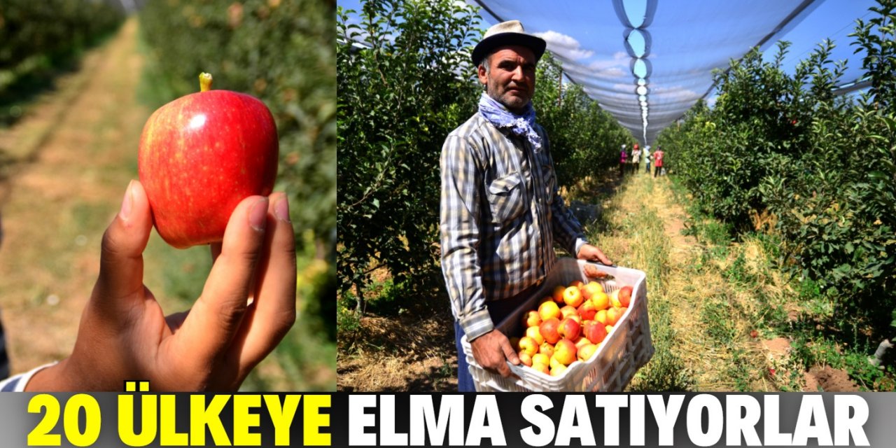 Konya'nın Sarayönü ilçesinden 20 ülkeye elma satıyorlar