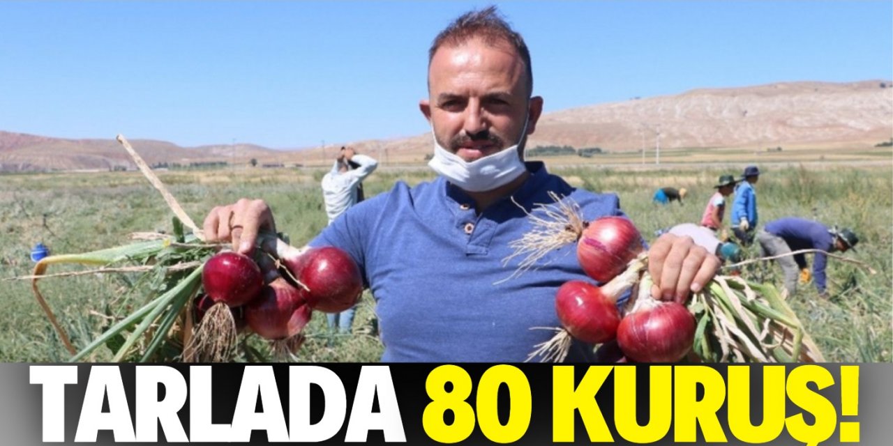 Soğan tarlada 80 kuruşa satılıyor!