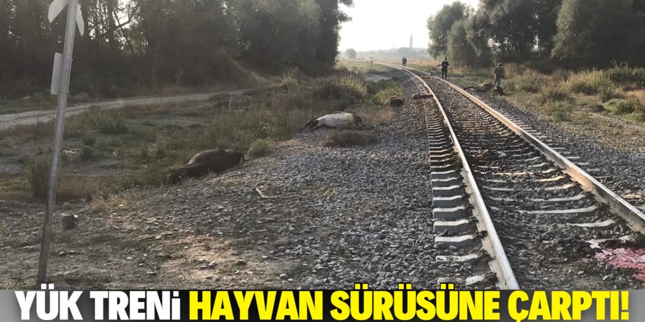 Akşehir'de yük treninin çarptığı sürüdeki 8 hayvan telef oldu