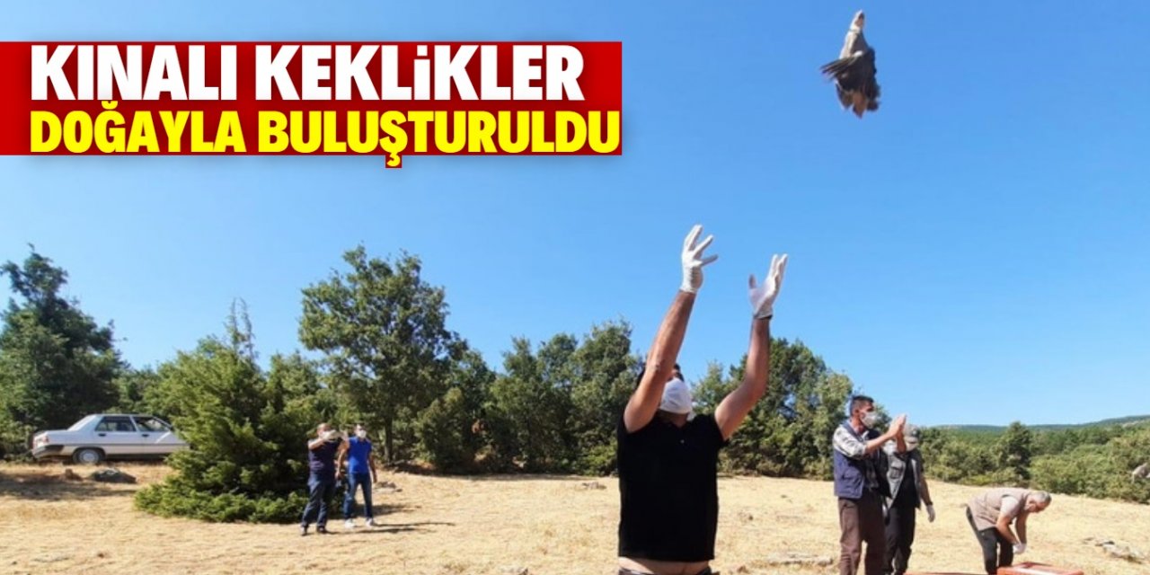 Konya'da 500 kınalı keklik doğayla buluşturuldu