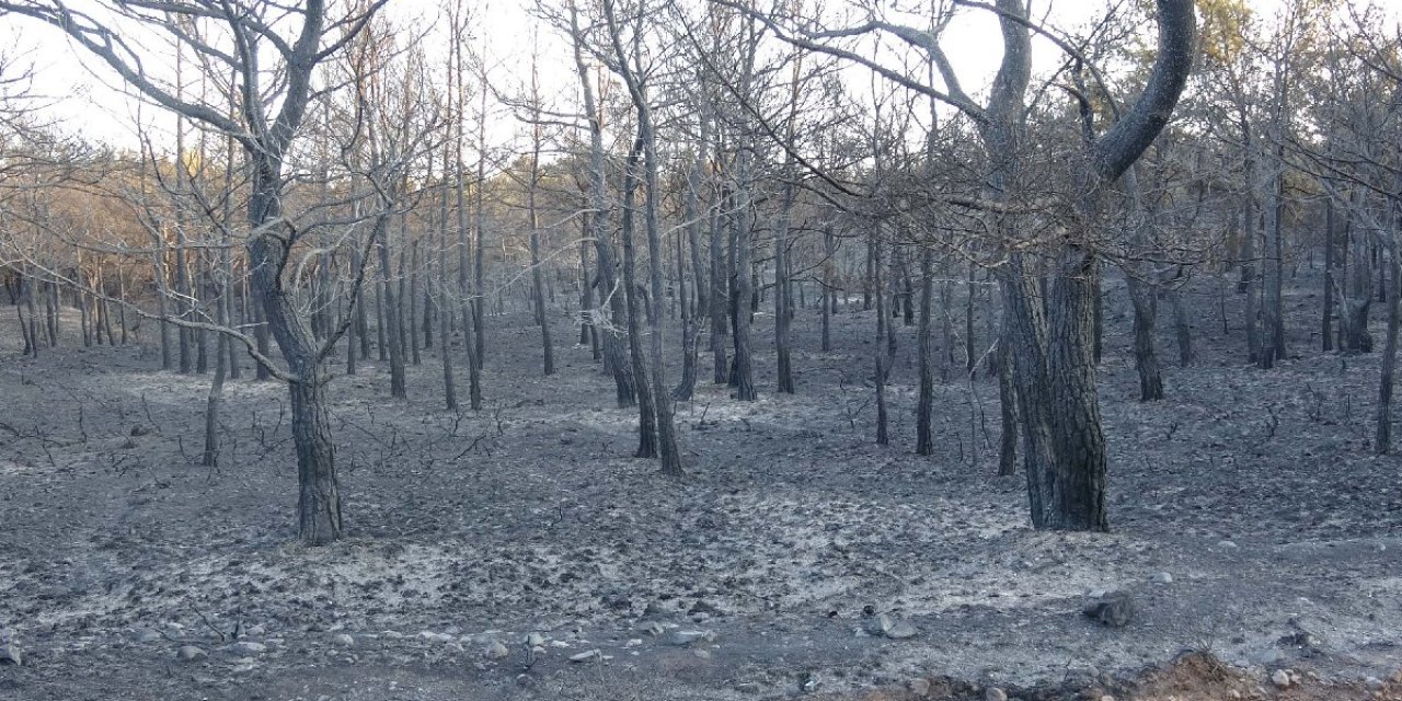 Ayvalık’ta 40 hektar ormanlık alan yandı; kara tablo sabah ortaya çıktı