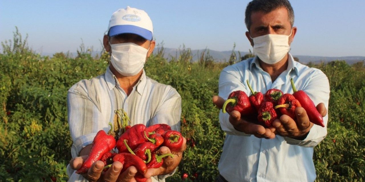 Salçalık biberler tarlada çürüyor