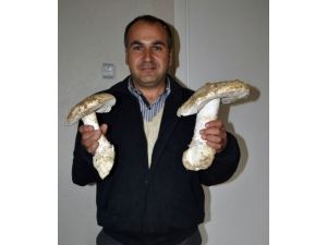 Denizli'de Dev Mantar Bulundu