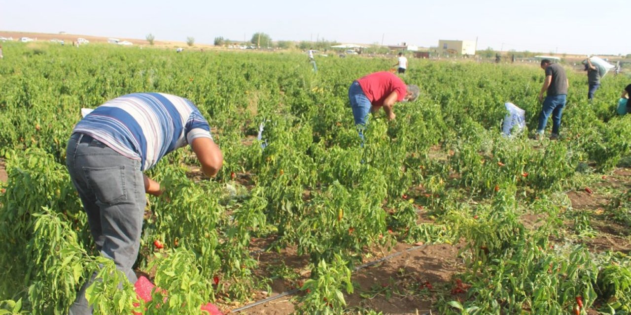 İstediği fiyata satamayınca tonlarca biberi vatandaşlara bıraktı