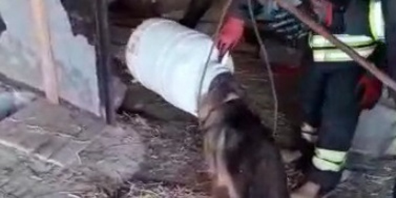 Konya'da kafası bidona sıkışan köpek kurtarıldı