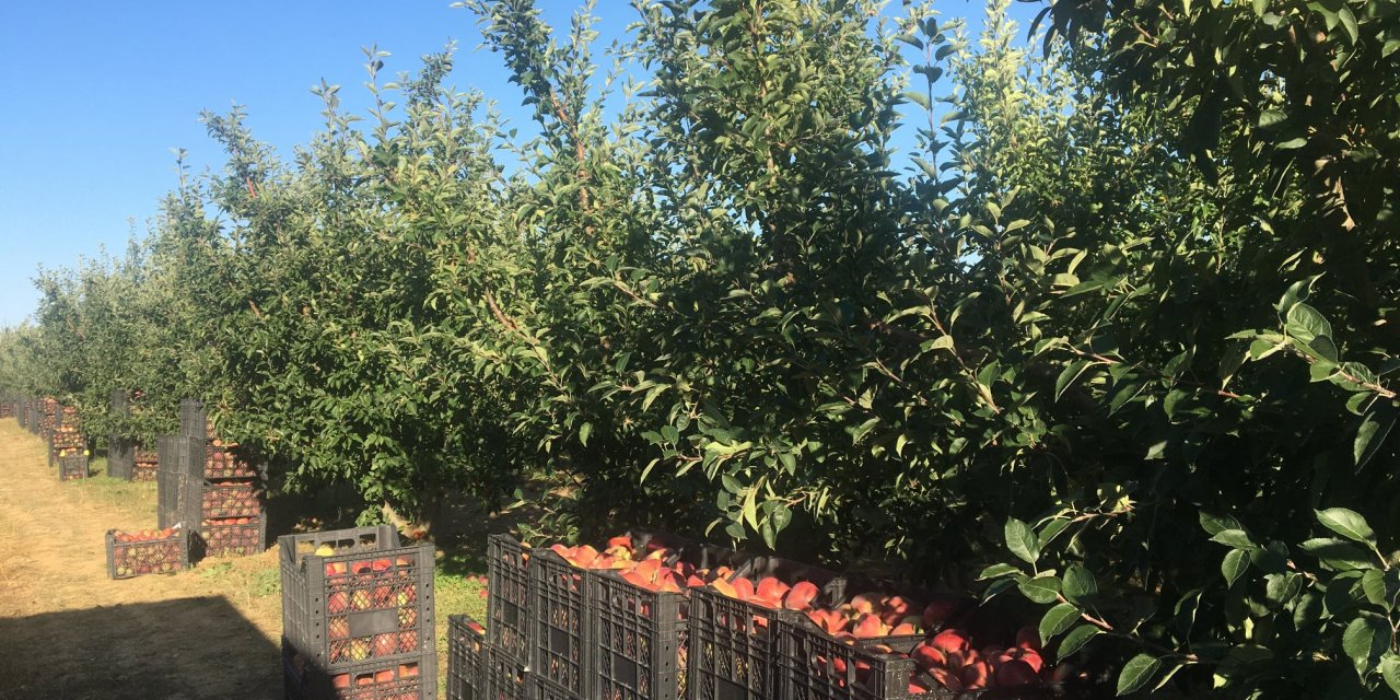Beyşehir'de elma hasadı başladı