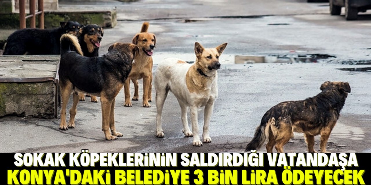 Konya'da sokak köpeklerinin ısırdığı vatandaşa belediye 3 bin lira tazminat ödeyecek