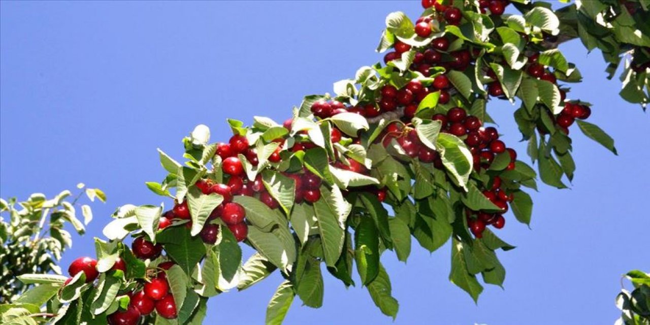 Türkiye'nin yaş meyve ve sebze ihracatında ilk sıraları 'kiraz-vişne' ile 'domates' aldı