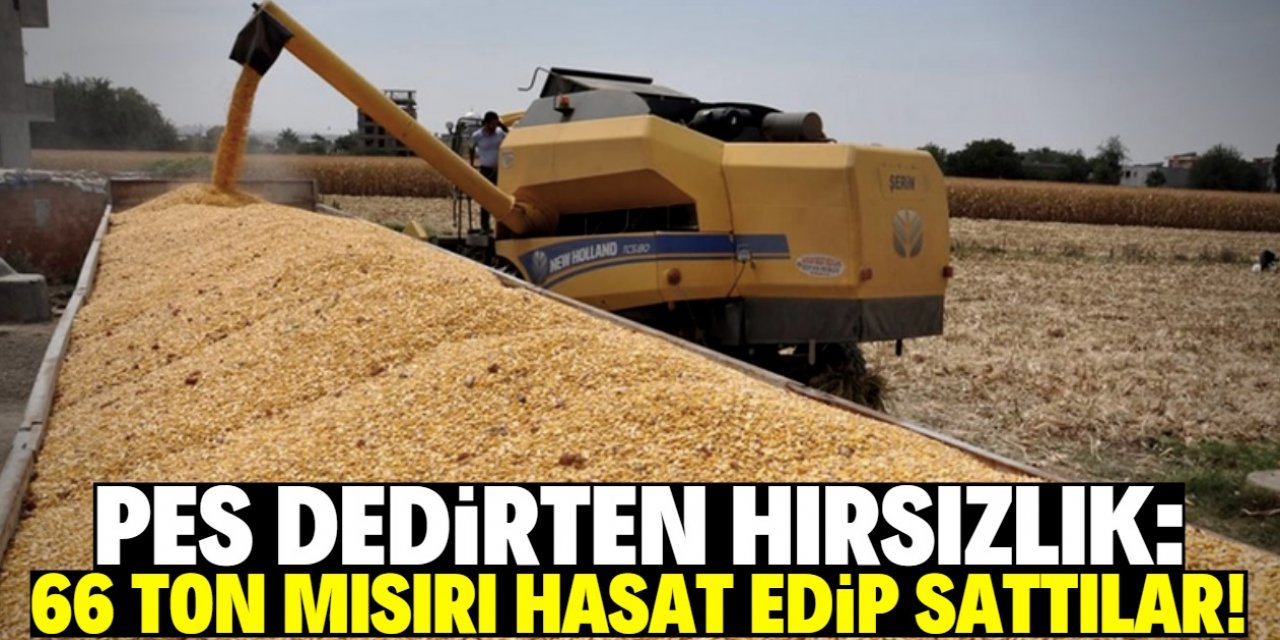 Konya'da 66 ton mısırı hasat edip çaldılar!