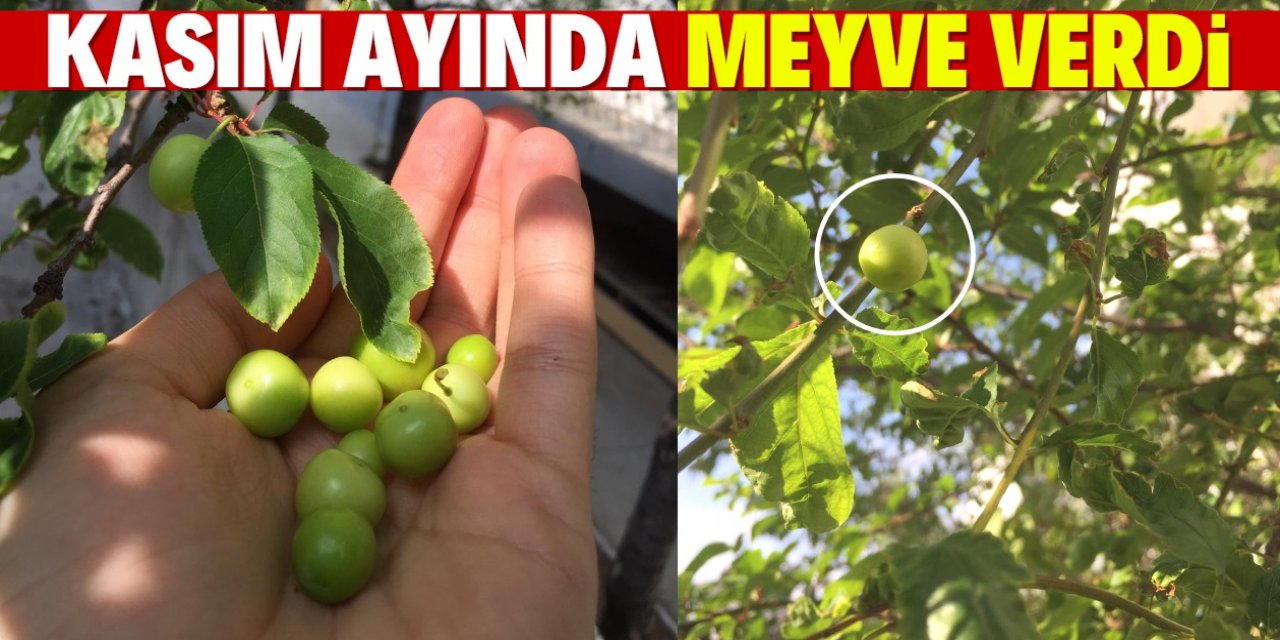 Konya'da kasım ayında meyve veren erik ağacı görenleri şaşırttı
