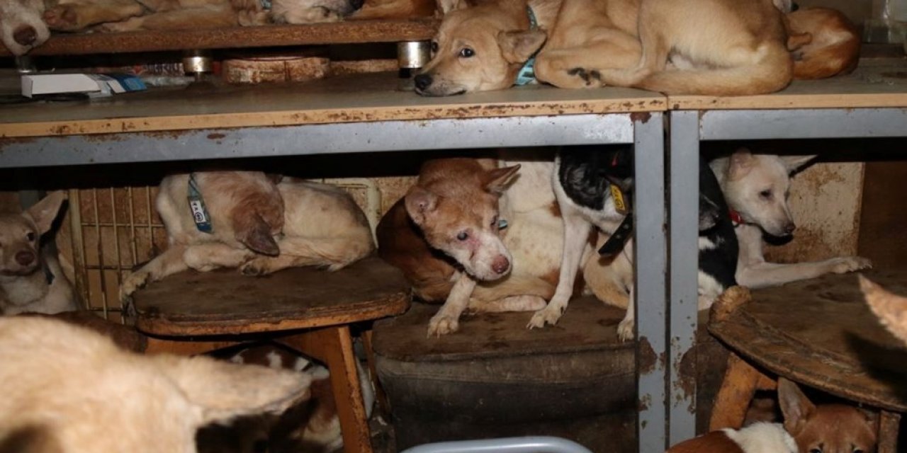 30 metrekarelik evde 164 köpek ile yaşıyorlar