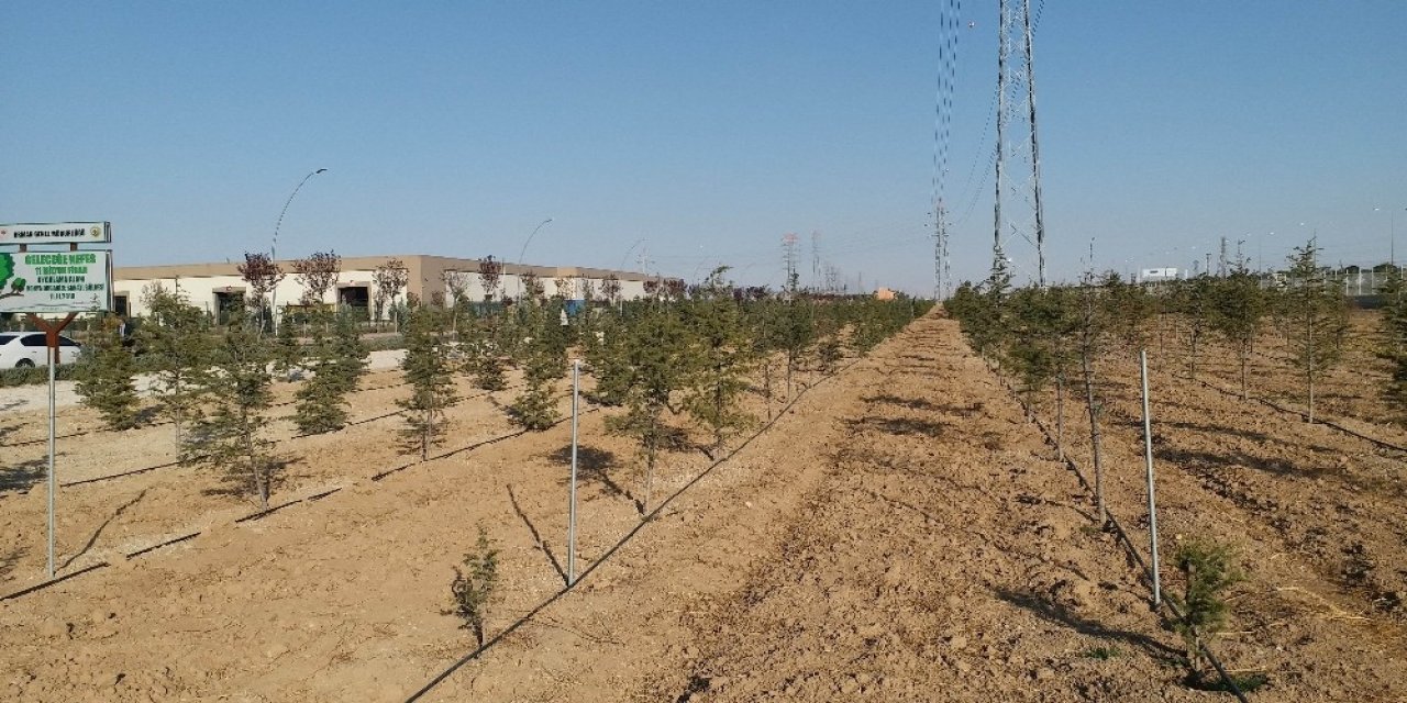 Konya’da dikilen geleceğe nefes olacak fidanlar büyüyor