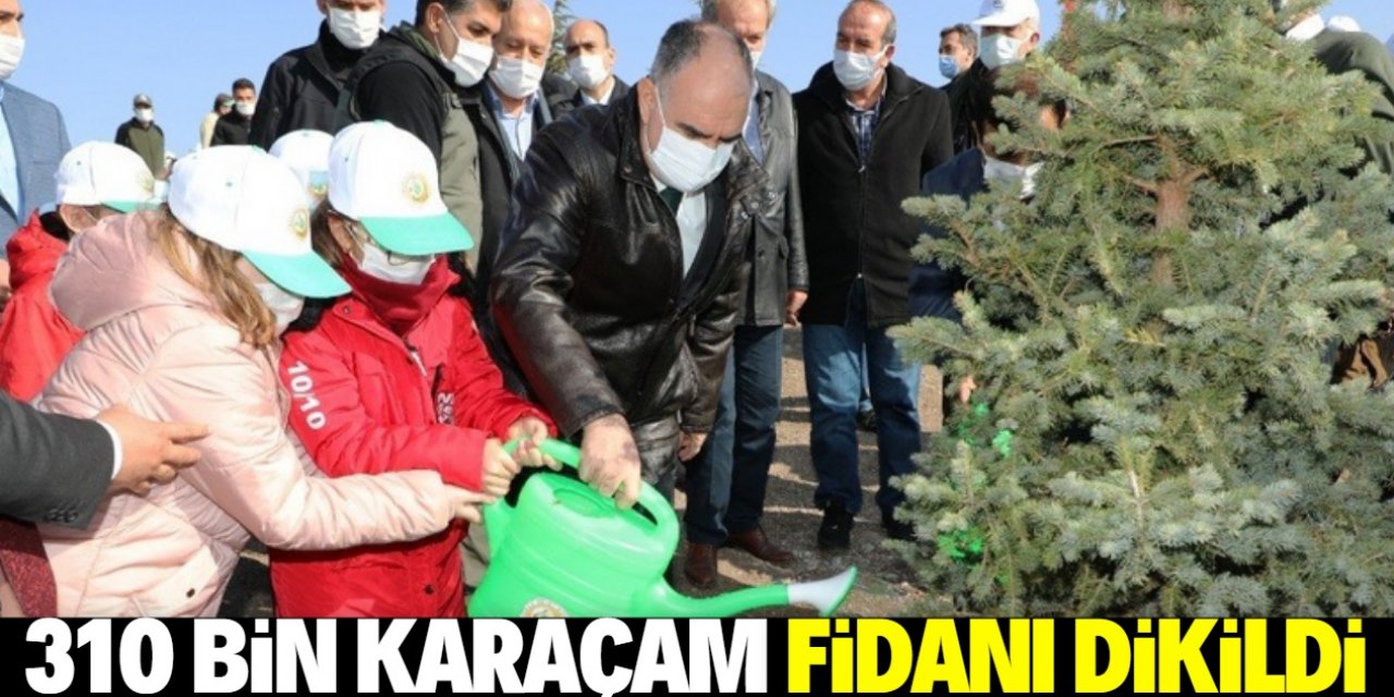 Konya’da 310 bin karaçam fidanı dikildi