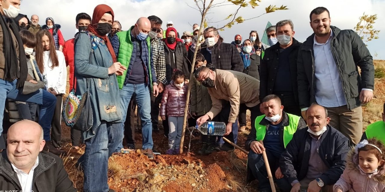 Konya'da 1071 çınar fidanı  toprakla buluştu