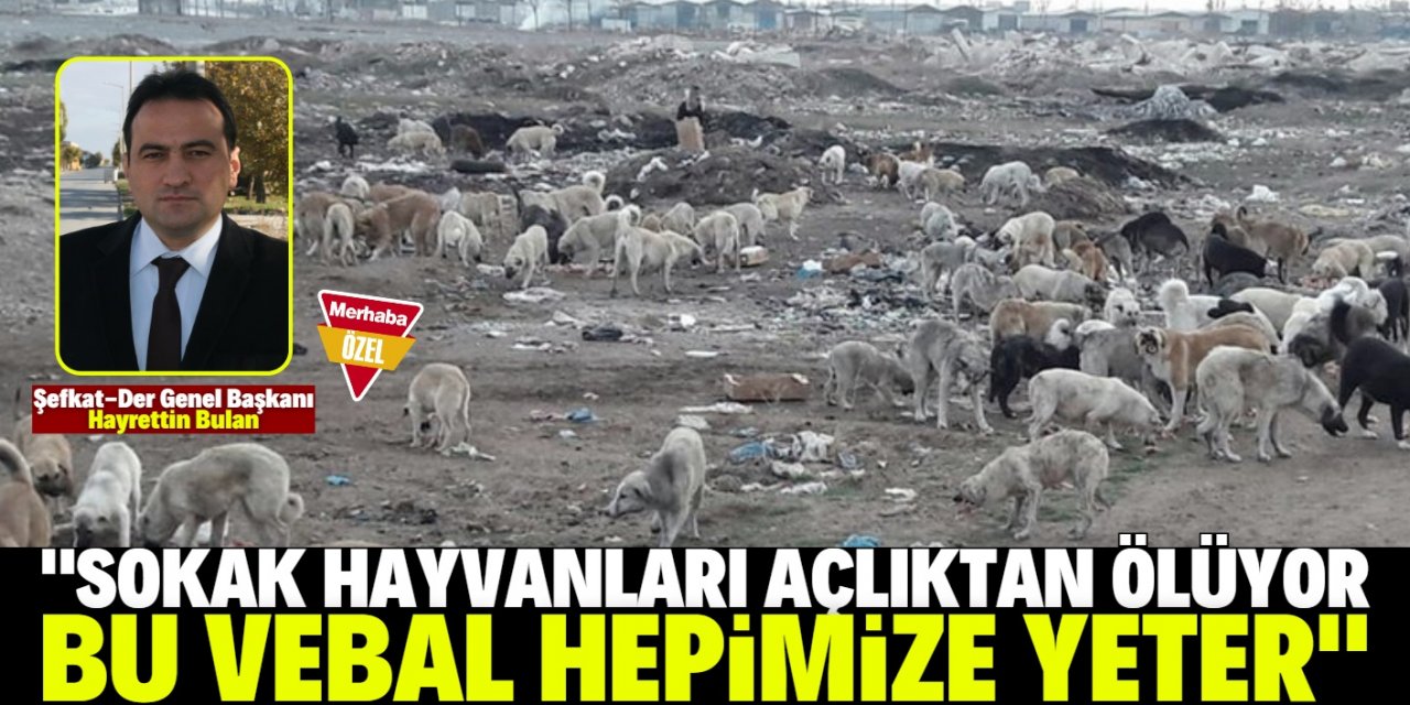 "Sokak hayvanları ölüme terk ediliyor!"