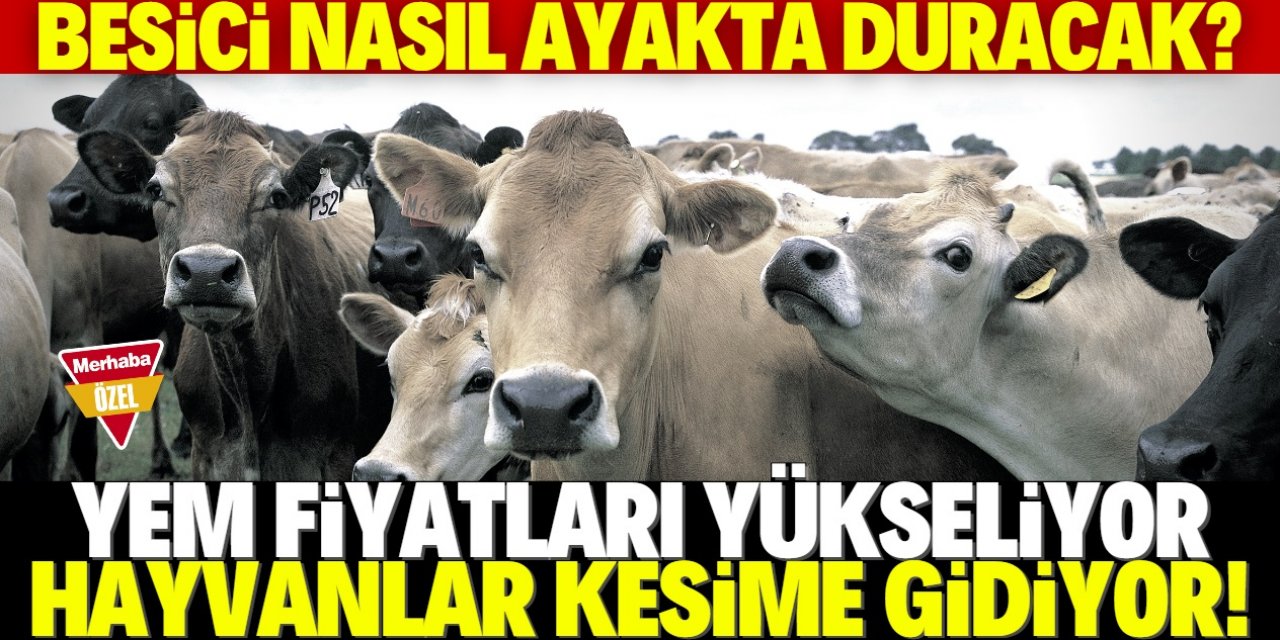 Üreticiler yem fiyatlarına isyan ediyor!