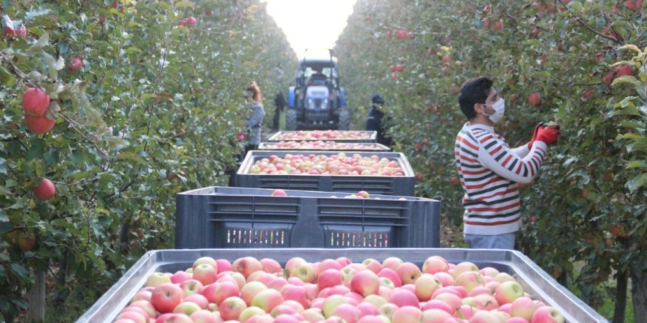 Türkiye’nin elma deposunda son hasat yapıldı
