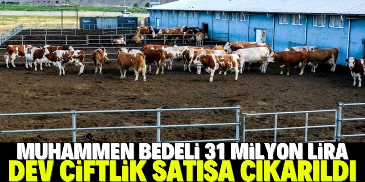 TMSF dev çiftliği satma kararı aldı