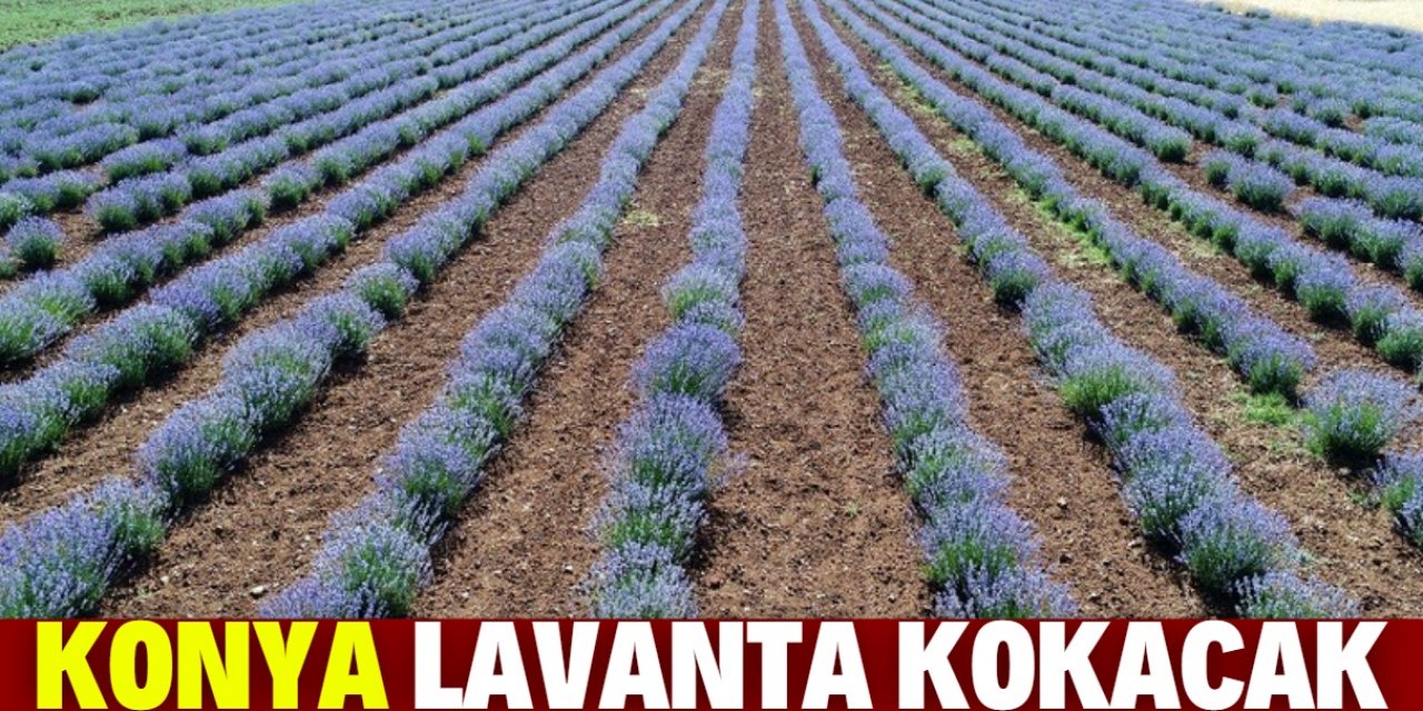 Konya lavantanın merkezi olacak