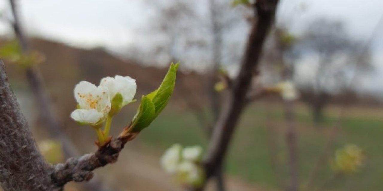 Konya’da kış mevsiminde erik ağacı çiçek açtı