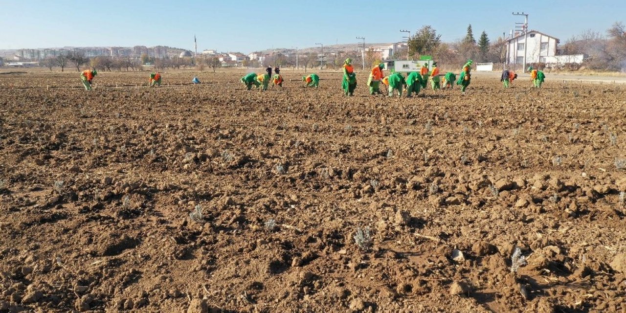 Konya’da tıbbi aromatik bitki yetişecek