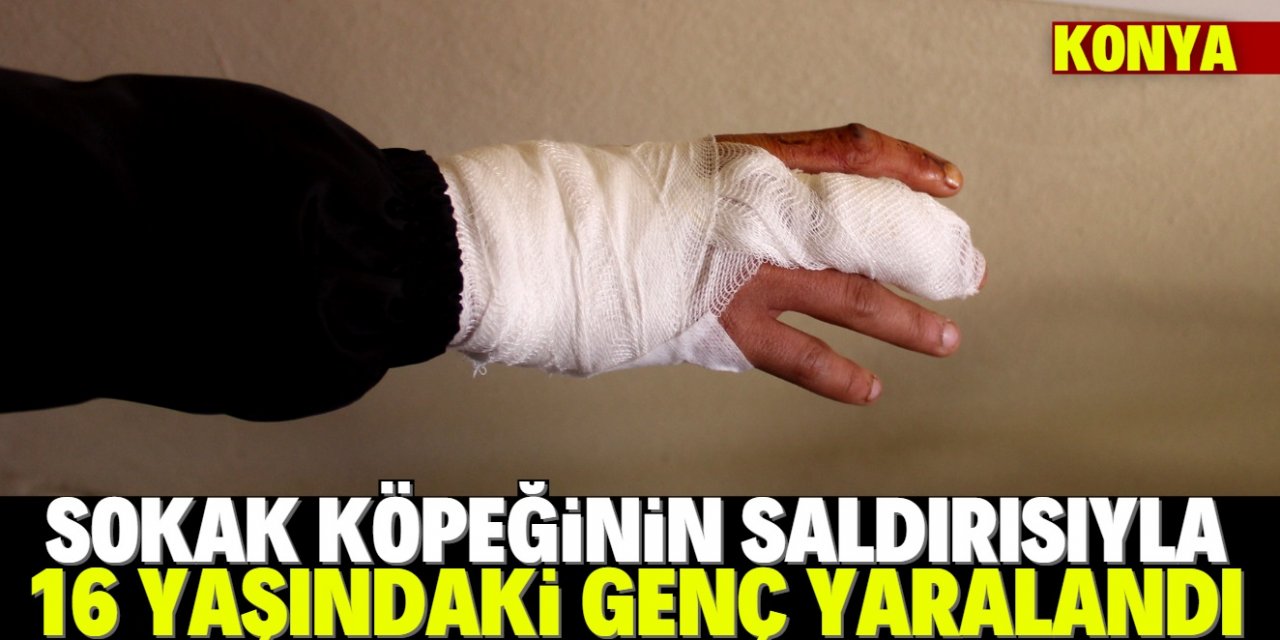 Konya'da sokak köpeğinin saldırdığı genç yaralandı