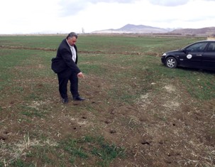 Çiftçilerin başı tarla fareleriyle dertte