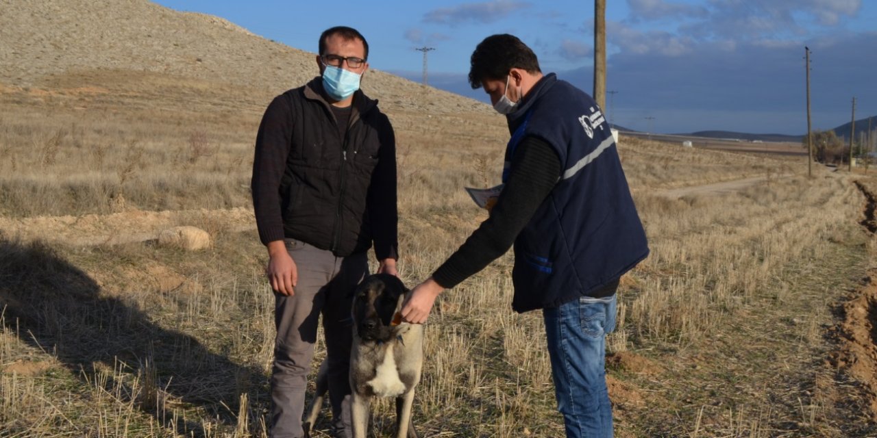 Konya'da "delibaş hastalığı" ile mücadele başladı