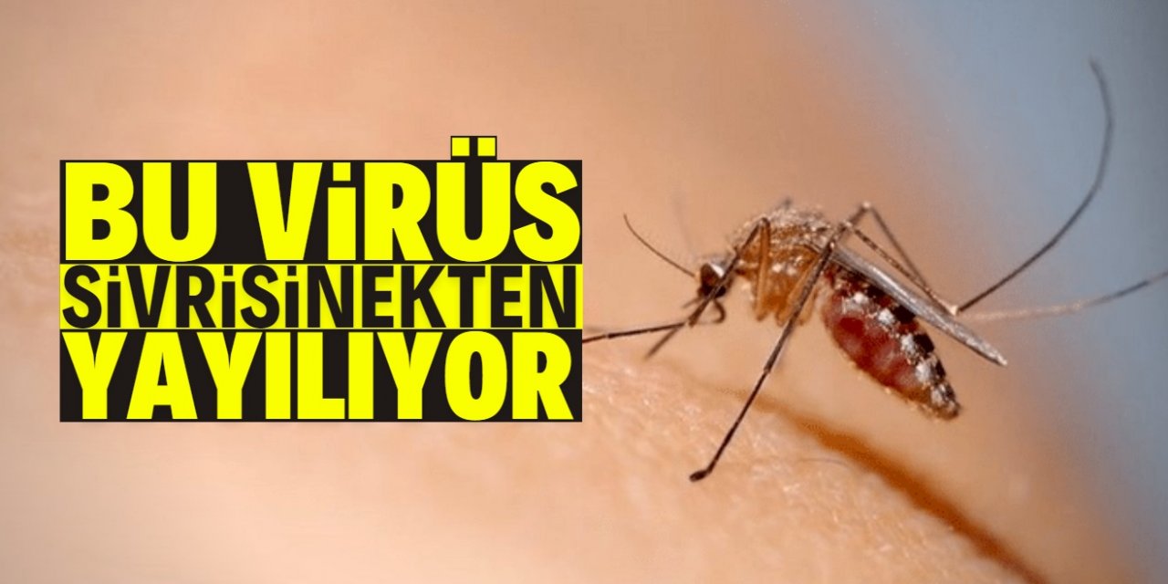 Sivrisinekten yayılan ölümcül bir virüs ortaya çıktı!