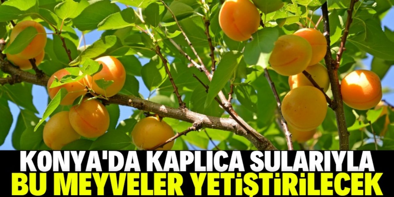 Konya'da kaplıca suları, "turfanda meyve" için kullanılacak