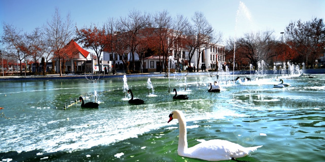 Konya'da kuğular buz tutan havuzda güzel görüntüler oluşturdu