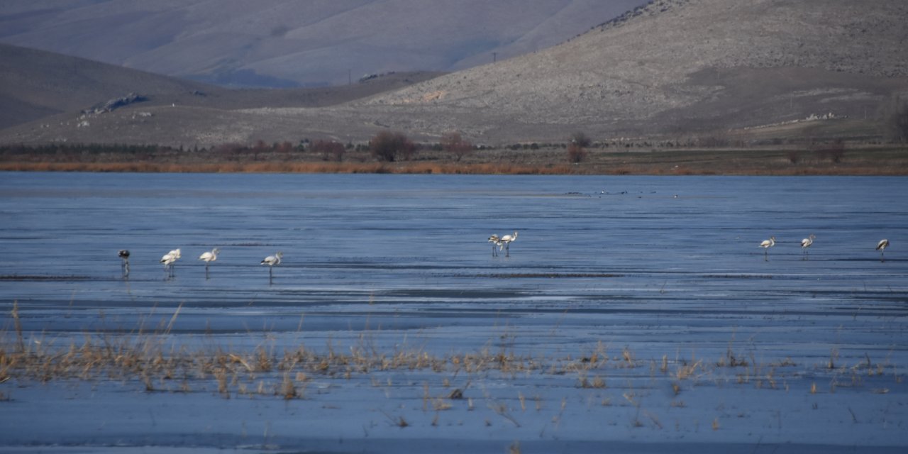 Flamingolar, kış ayında da kurumaya yüz tutan gölde