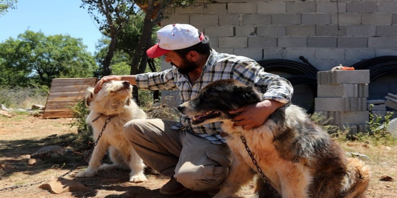 Sokak hayvanları ihmal edilmiyor   