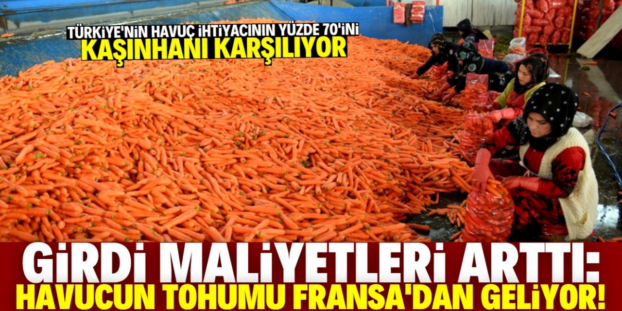 Havuç üretiminde girdi maliyetleri arttı