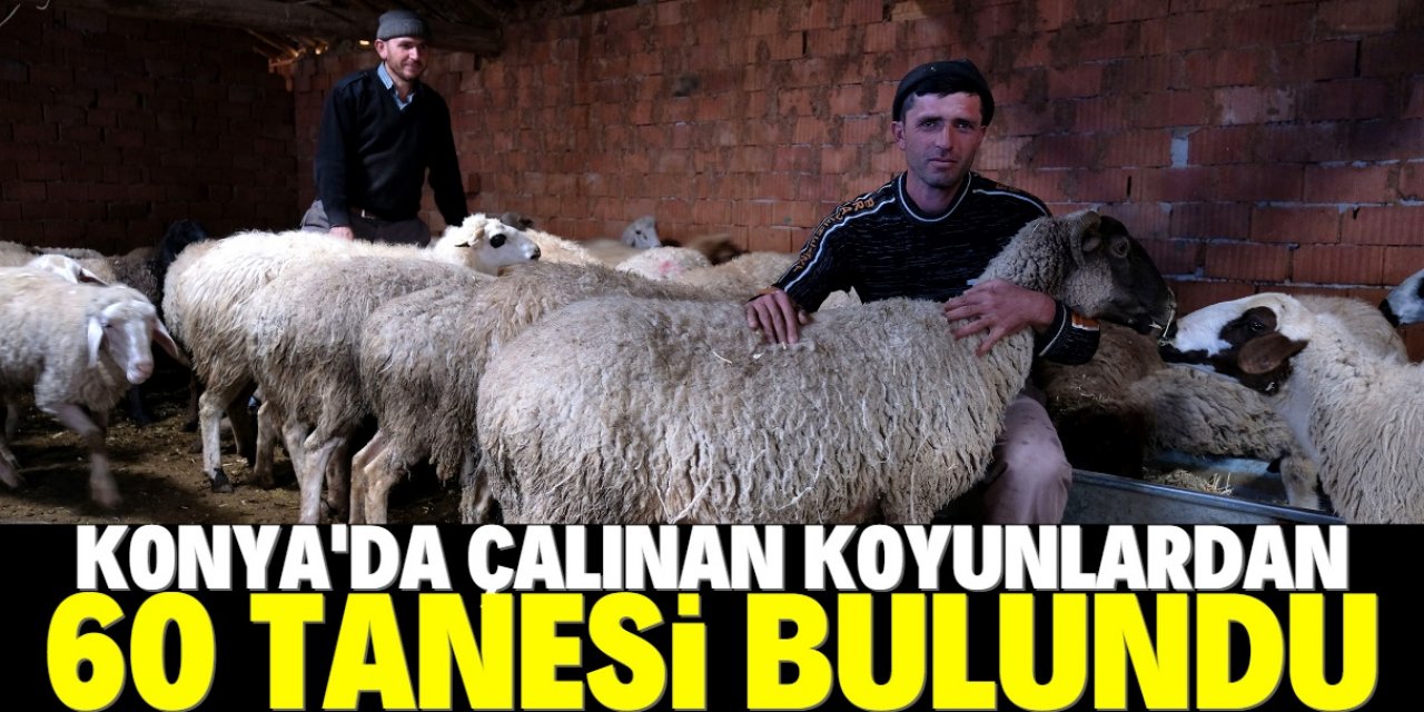 Kuzuları biberonla besliyorlardı, çalınan koyunlardan 60'ı bulundu