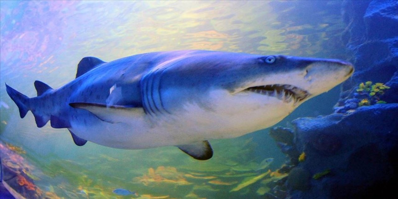 Okyanuslardaki köpek balığı ve vatoz popülasyonu son 50 yılda yüzde 71 azaldı
