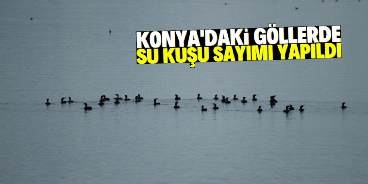 Konya'daki göllerde su kuşu sayımı yapıldı