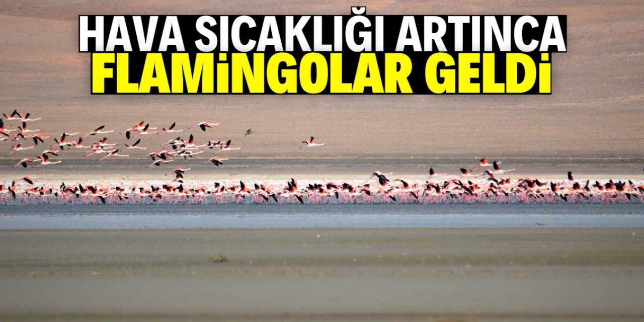 Flamingolar, Düden Gölü'ne erken geldi