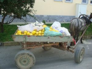 Ayva Hırsızları Yakalandı