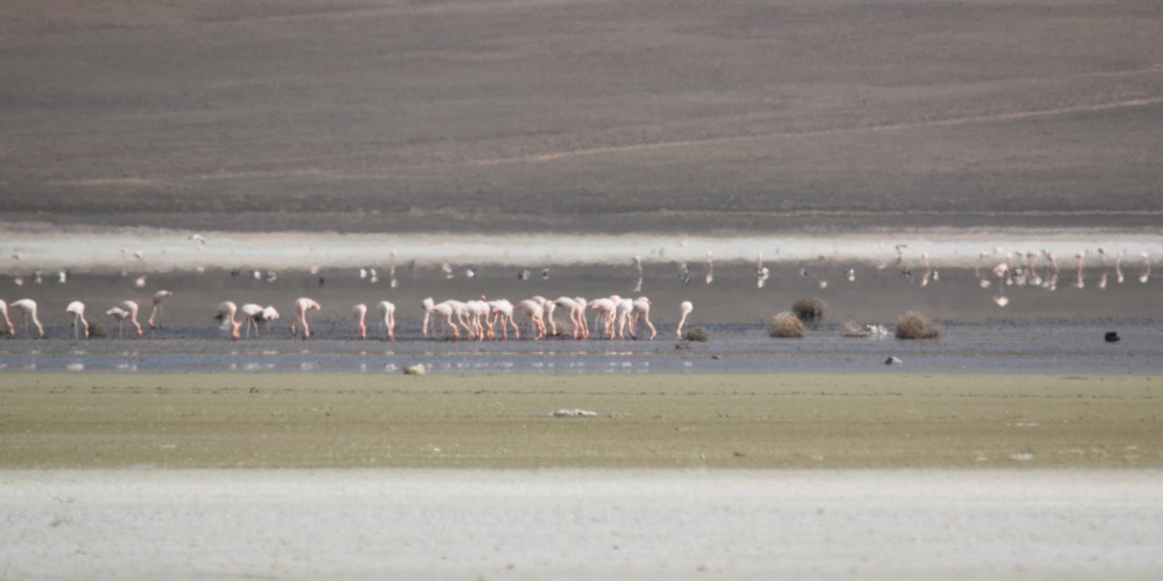Flamingoların Düden Gölü'ne erken gelmesi doğaseverleri endişelendirdi