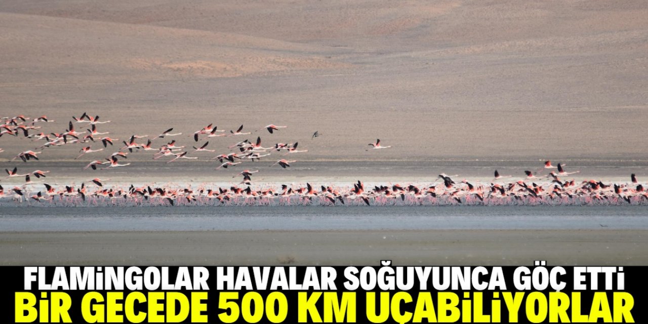 Flamingolar havalar soğuyunca tekrar göç etti