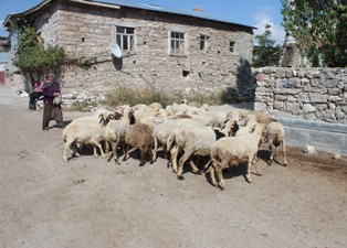 Orman köylüsüne ORKÖY kredisi desteği