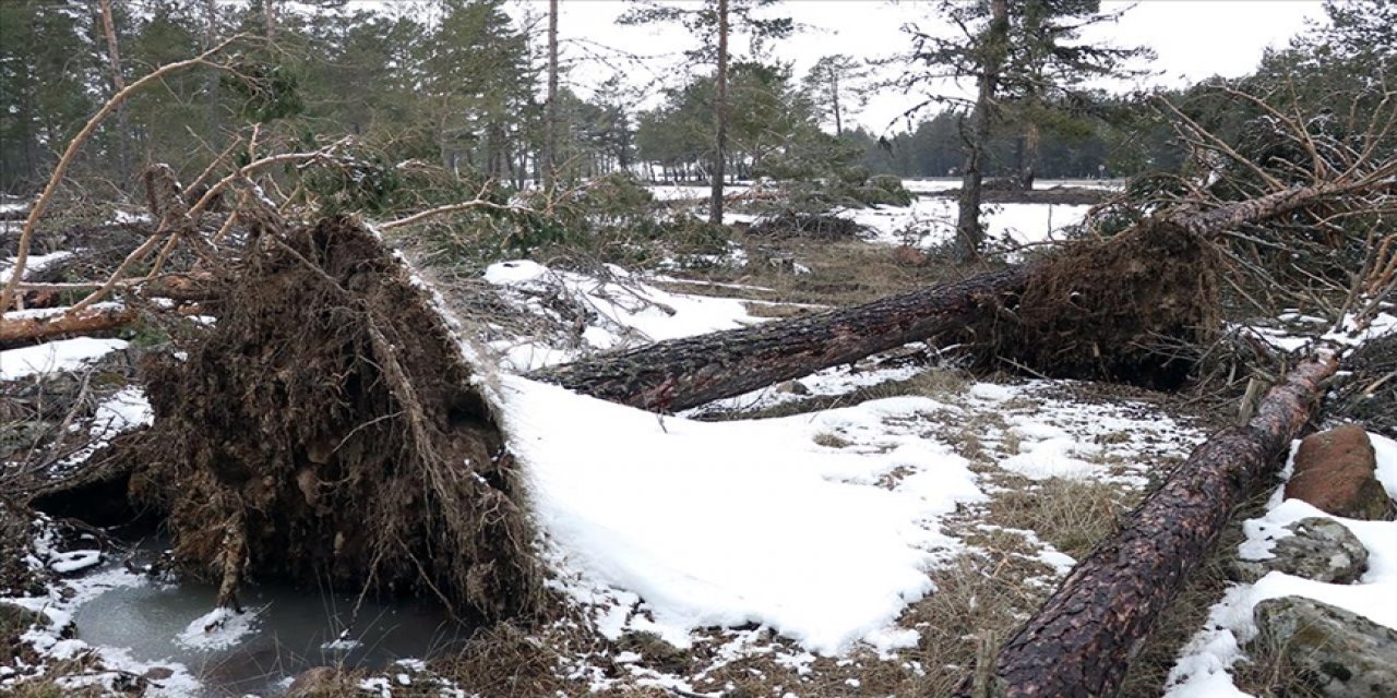 Bolu'da fırtına nedeniyle onlarca çam ağacı devrildi