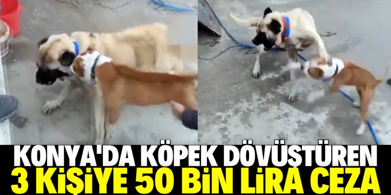 Konya'da köpek dövüştüren 3 kişiye 50 bin 72 lira ceza uygulandı