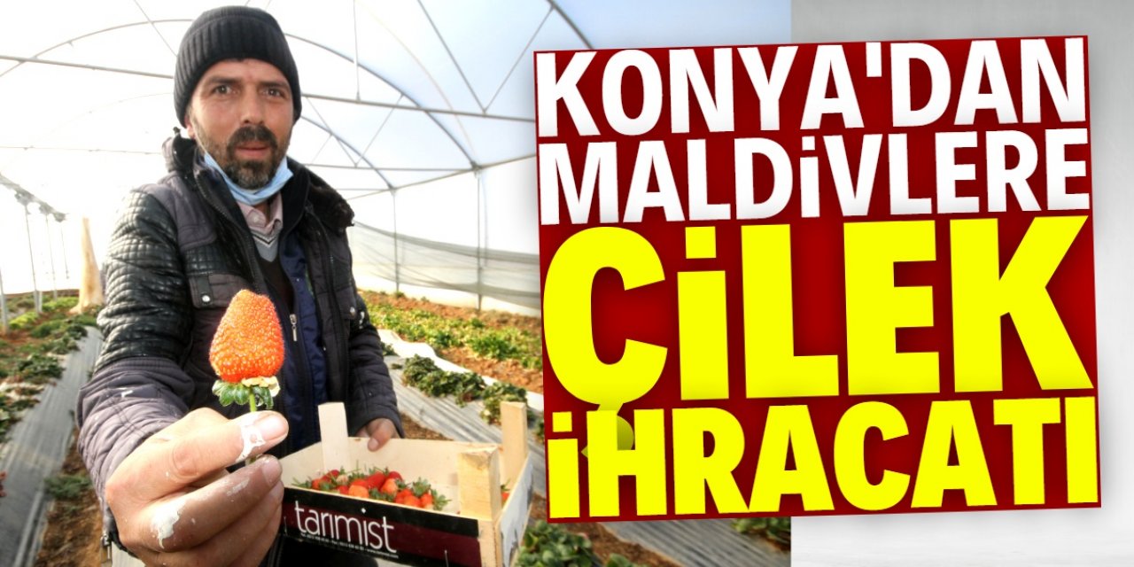 Konya'dan Maldivler'e çilek satıyorlar